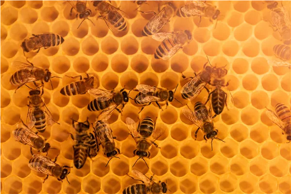 Bienen auf Honigwabe