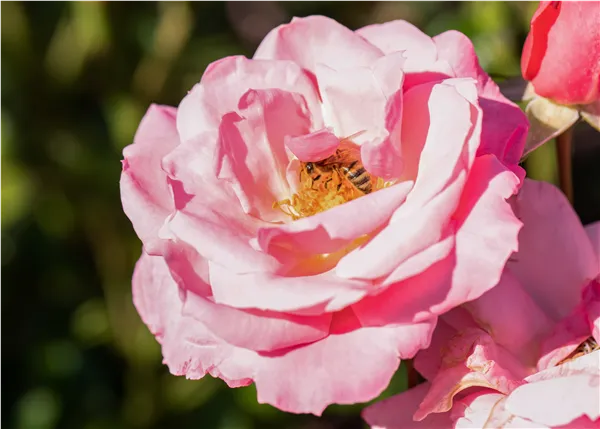 Strauchrose, rosa