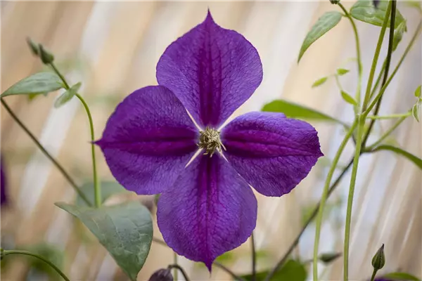 Clematis 'Star of India' Waldrebe