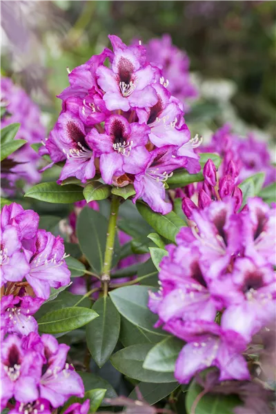 Rhododendron und Azaleen