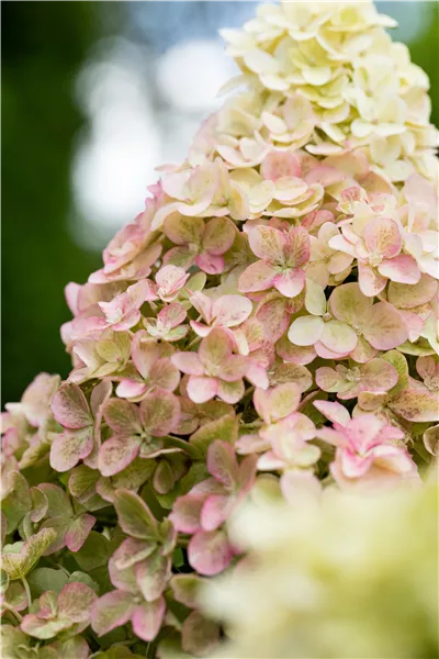 Hydrangea panic. 'Fraise Melba' Rispenhortensie 'Fraise Melba'