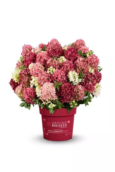 Hydrangea panic. Groundbreaker -R- RUBY Rispenhortensie Groundbreaker -R- RUBY
