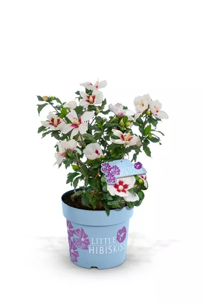 Hibiscus syriacus 'LittleHibiskiss®' Garteneibisch 'Little Hibiskiss®'