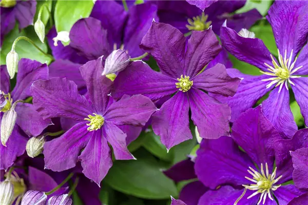 Clematis viticella 'Etoile Violette' Zierliche Waldrebe