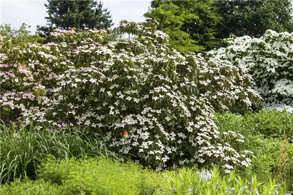 Cornus kousa 'Cappuccino' Jap.Blumen-Hartriegel 'Cappucino'