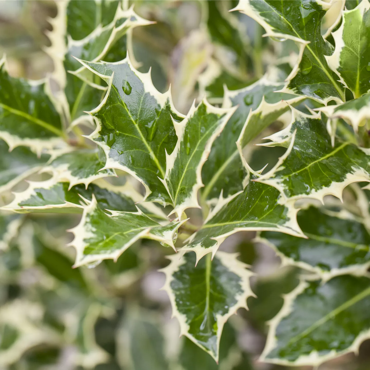 Ilex aquif.'Argentea Marginata'