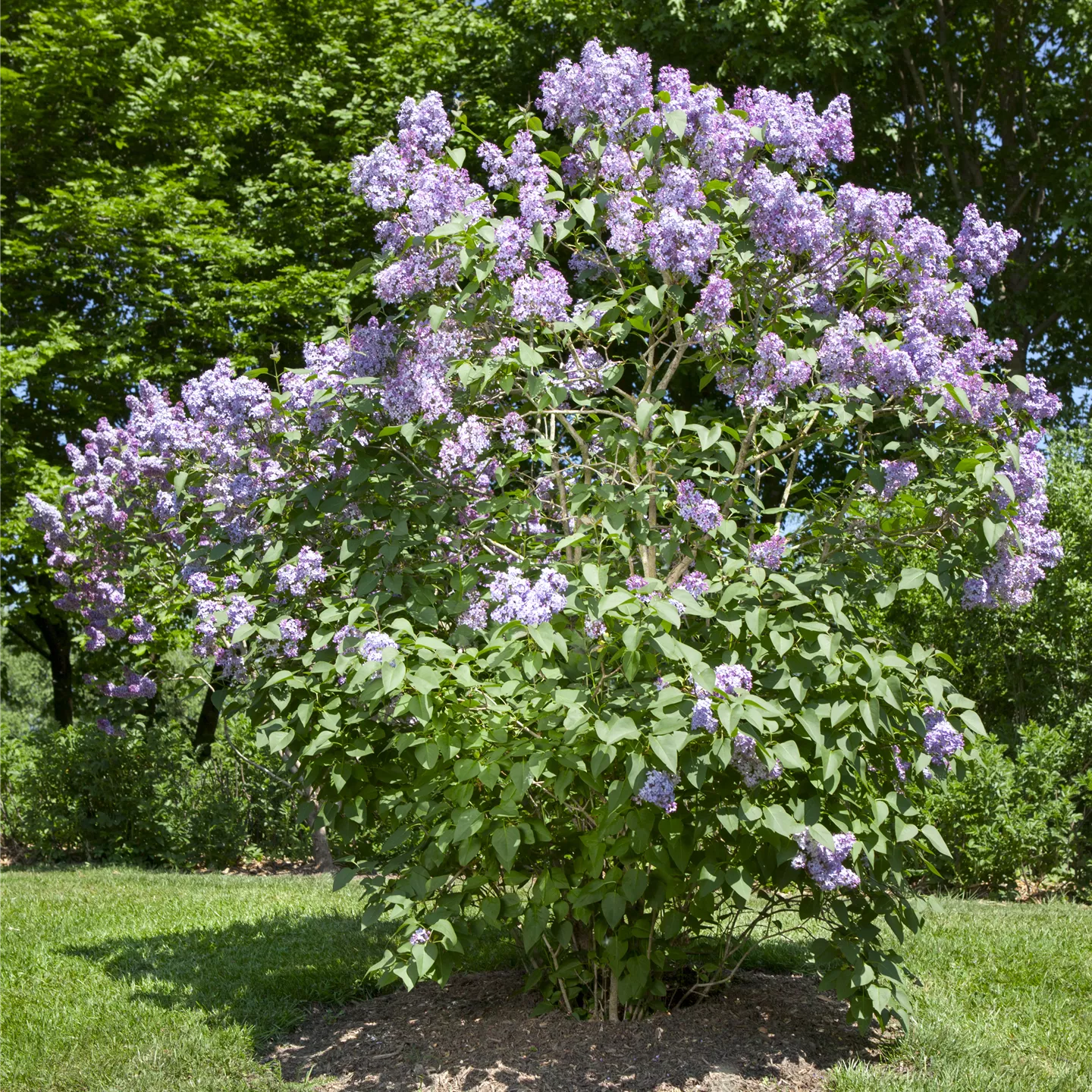 Syringa vulg.'Amethyst'