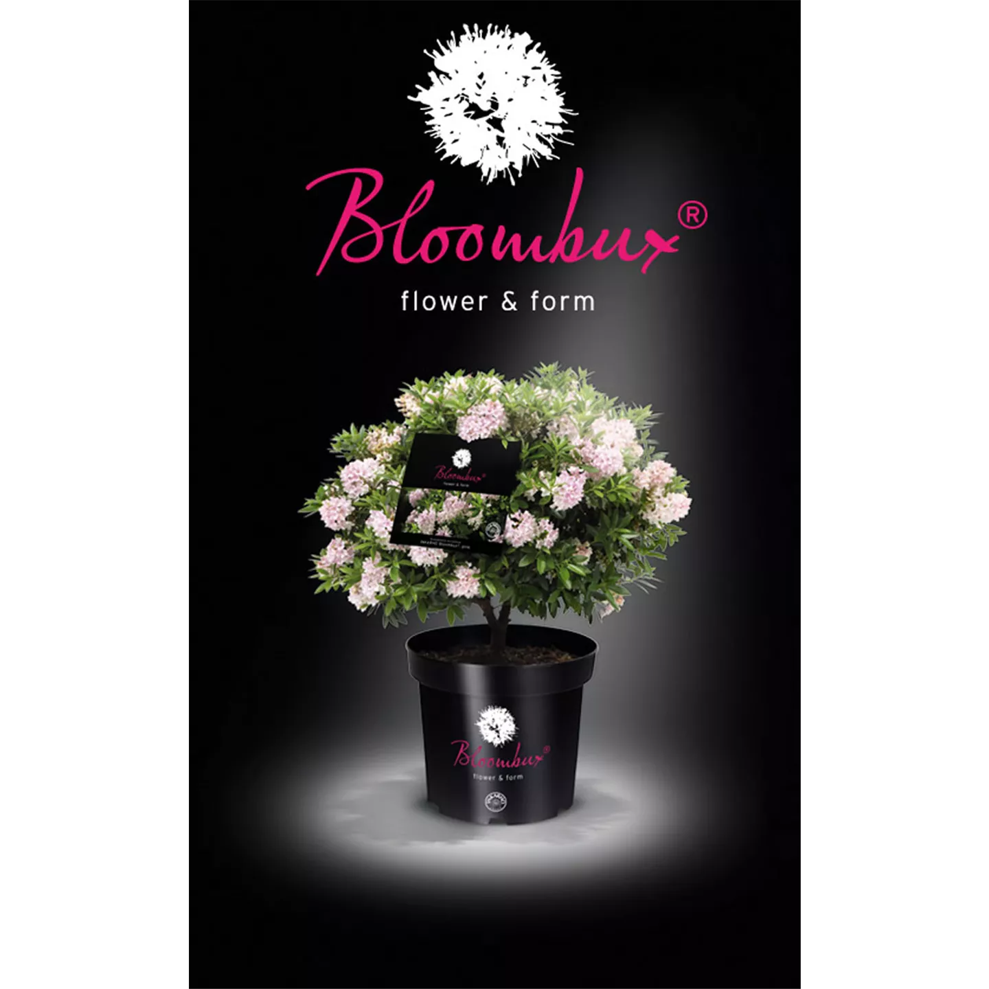 Rhododendron micranthum 'Bloombux' -R-