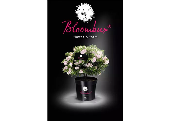 Rhododendron micranthum 'Bloombux' -R-