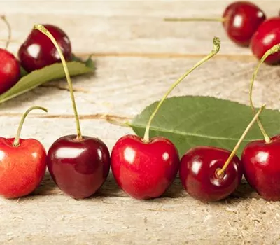 Sauerkirsche