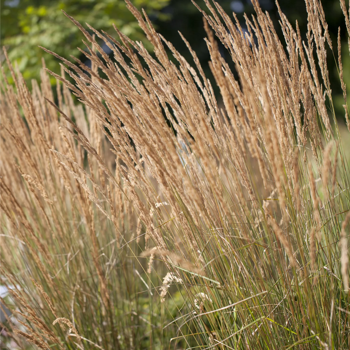 Calamagrostis x acutiflora 'Karl Foerster'