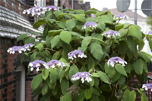 Hydrangea aspera 'Macrophylla' Rauhblatt-Hortensie