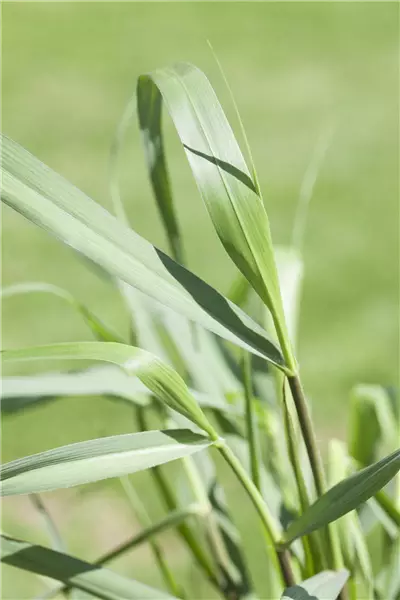 Panicum virgatum 'Squaw' Aufrechte Ruten-Hirse