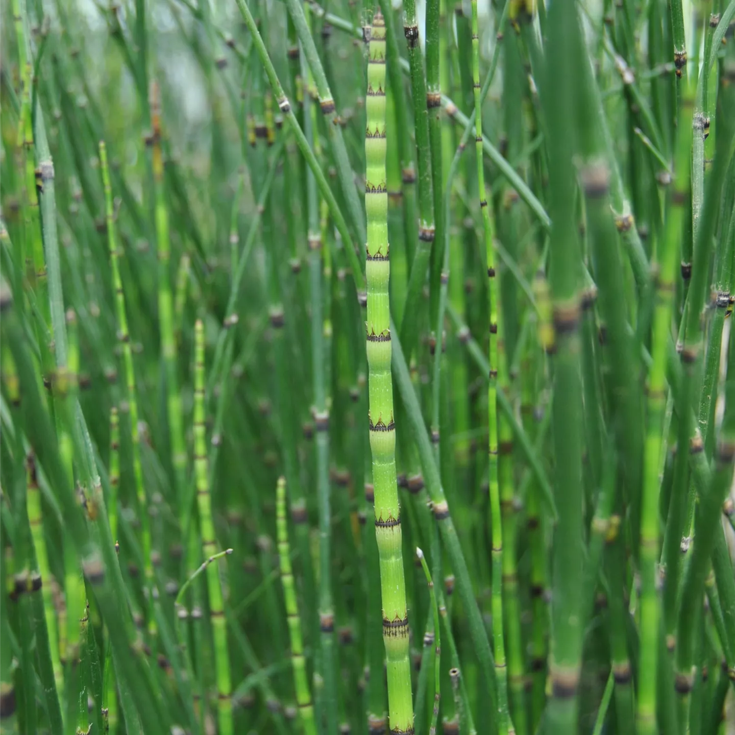 Equisetum hyemale var.japonicum