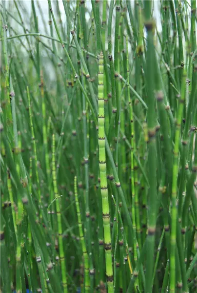 Equisetum hyemale var.japonicum Sumpf-Schachtelhalm