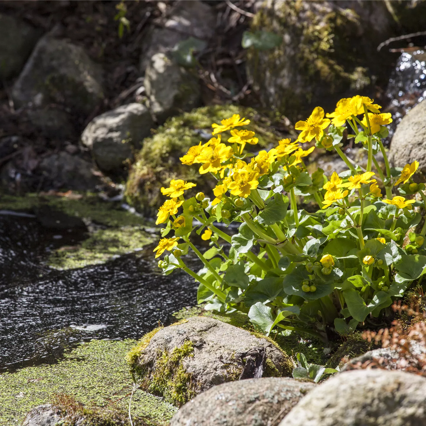 Caltha palustris