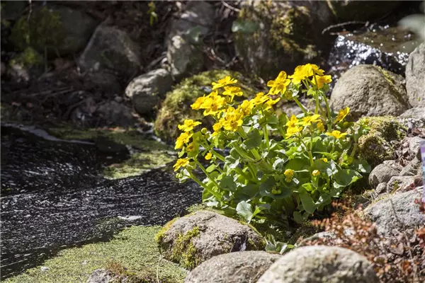 Caltha palustris Sumpf-Dotterblume