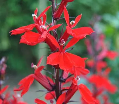 Leuchtende Lobelie Leuchtende Lobelie