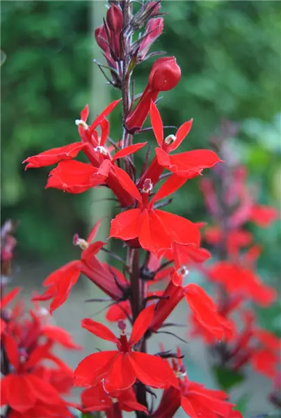 Lobelia cardinalis Leuchtende Lobelie