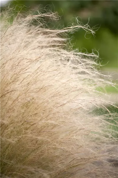 Stipa tenuissima 'Ponytails' Espartogras