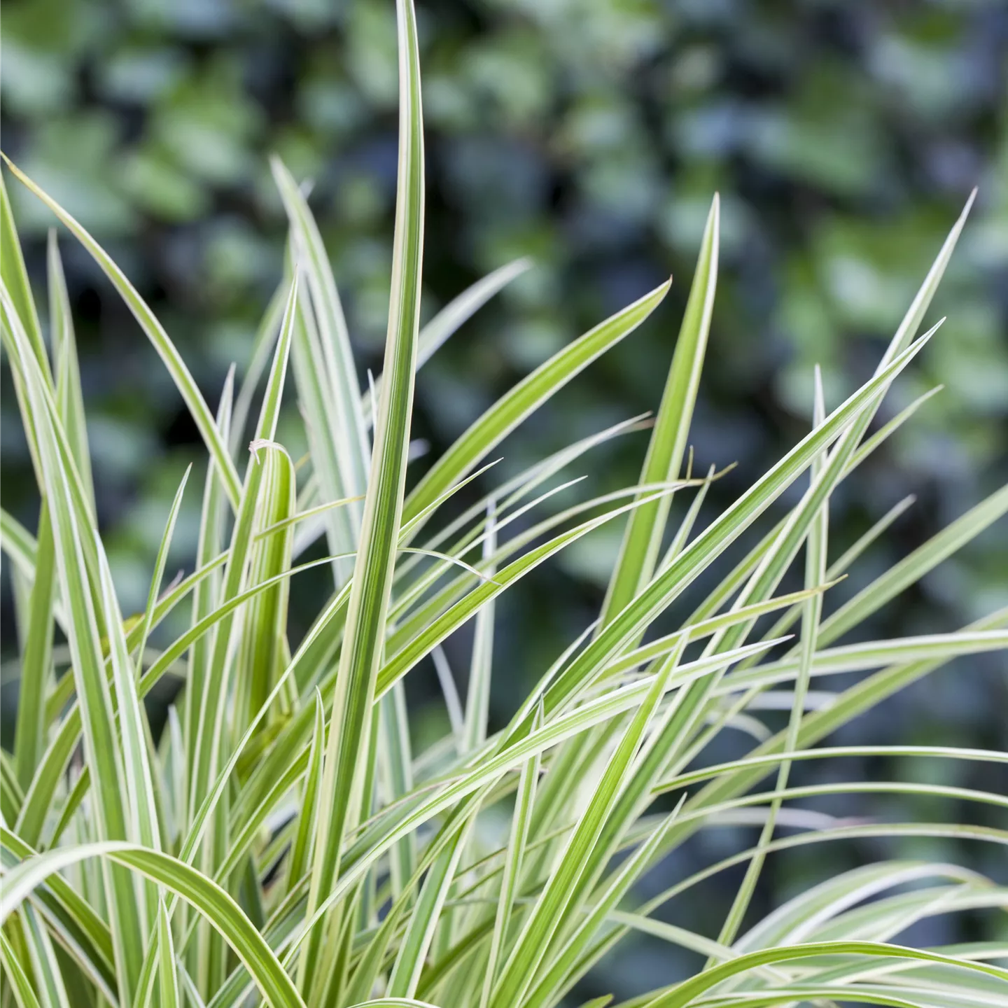 Carex 'Feather Falls'