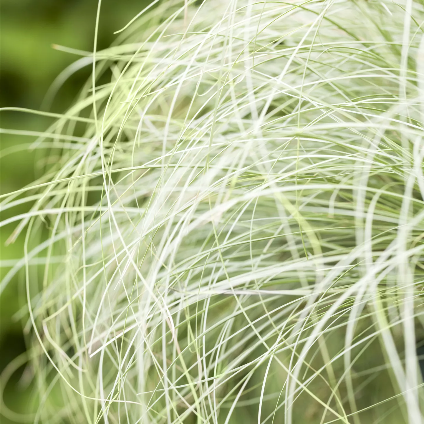 Carex comans 'Frosted Curls'