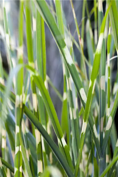 Miscanthus sinensis 'Strictus' Steifes Zebra-China-Schilf