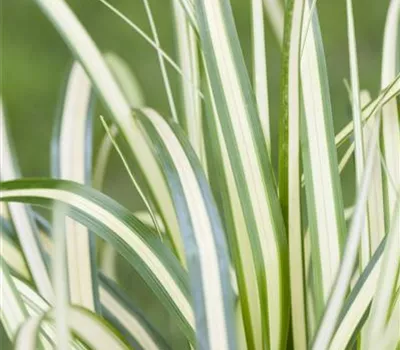 Gold-Japan-Segge Gold-Japan-Segge