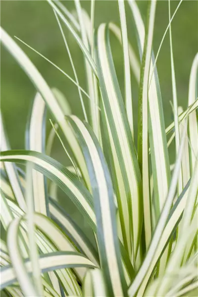 Carex oshimensis 'Evergold' Gold-Japan-Segge