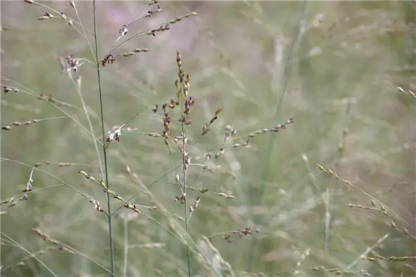 Panicum virgatum 'Prairie Sky' Ruten-Hirse