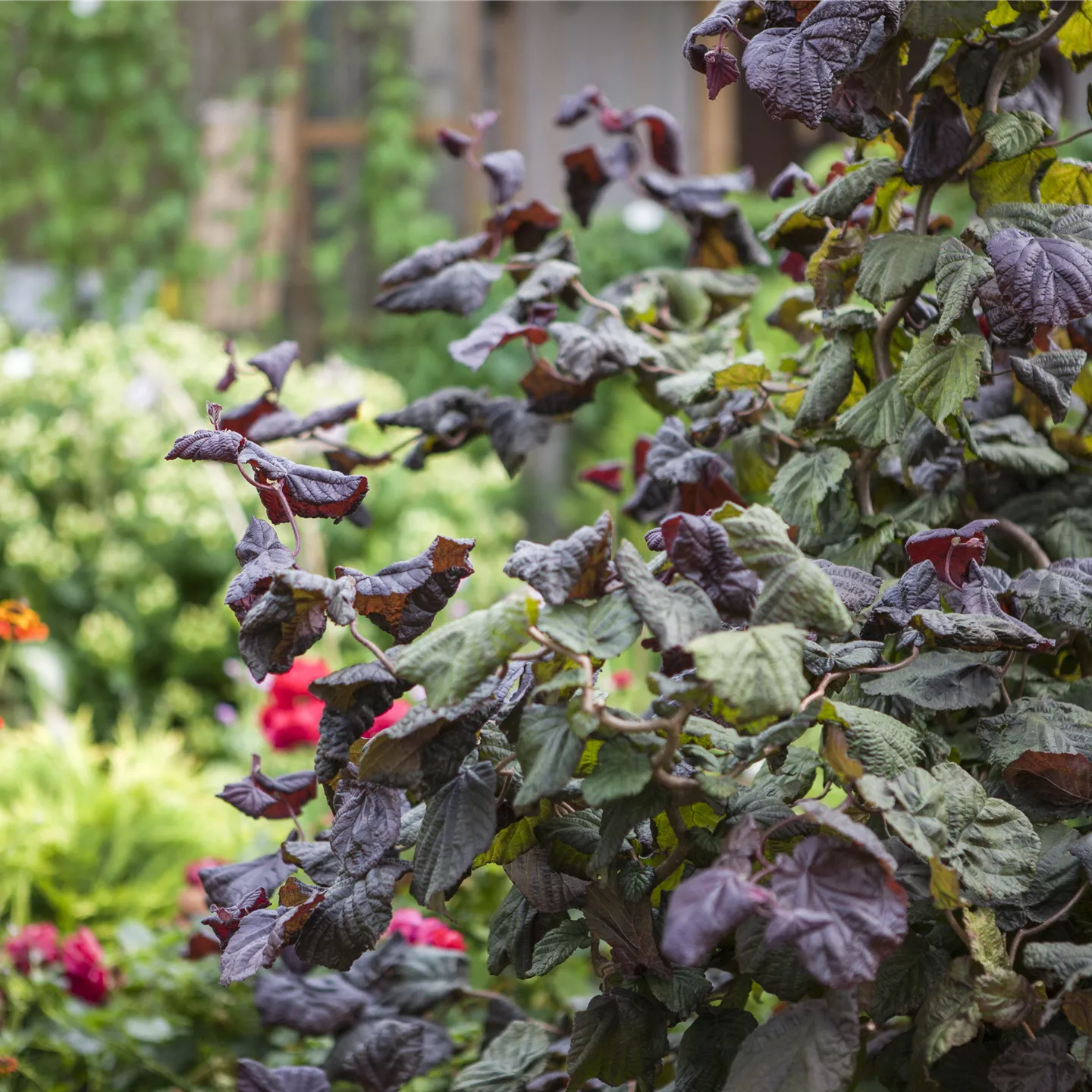 Corylus maxima 'Red Majestic' -S- Corylus maxima 'Red Majestic' -S-