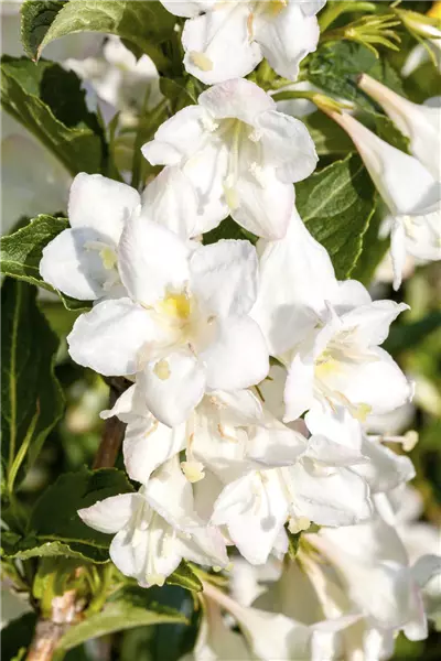 Weigela 'Milk and Honey'  -R- Weigelie 'Milk and Honey'