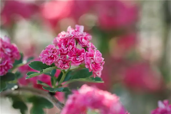 Crataegus laevigata 'Paul's Scarlet' Gefüllter Rot-Dorn