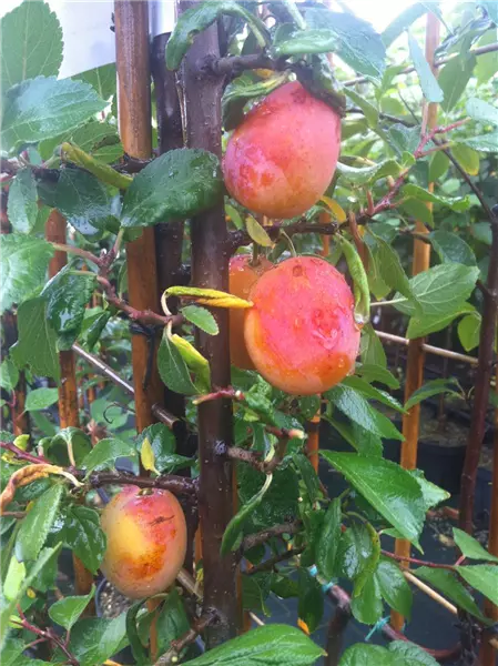 Prunus syr.'Aprima'  -S-               CAC Aprikosen-Mirabelle 'Aprimira'  -S-