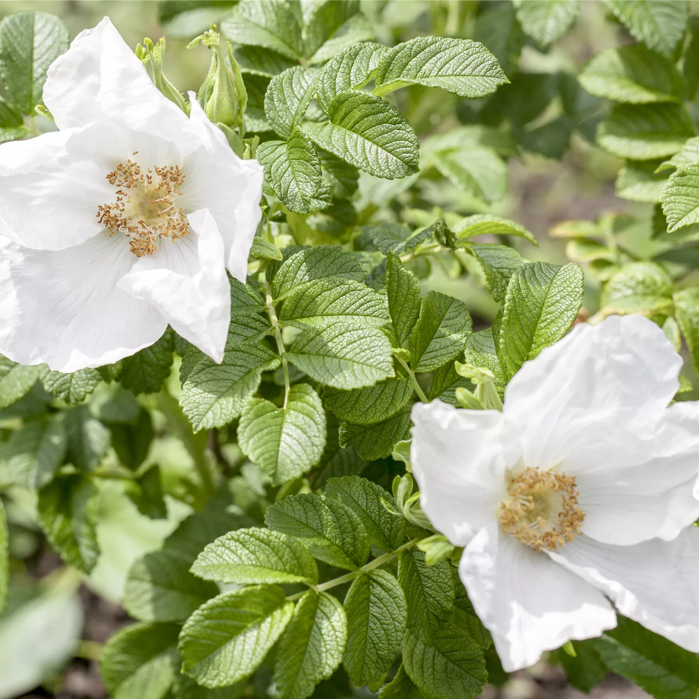 Rosa rugosa alba Rosa rugosa alba