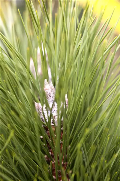 Pinus nigra 'Green Tower' Schwarzkiefer 'Green Tower'
