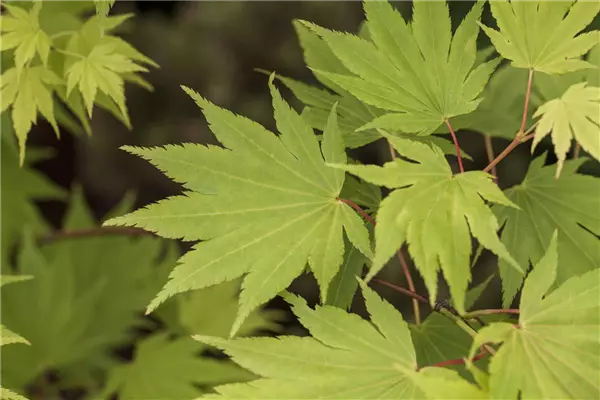 Acer shirasawanum 'Jordan'  -S- Fächerahorn 'Jordan'
