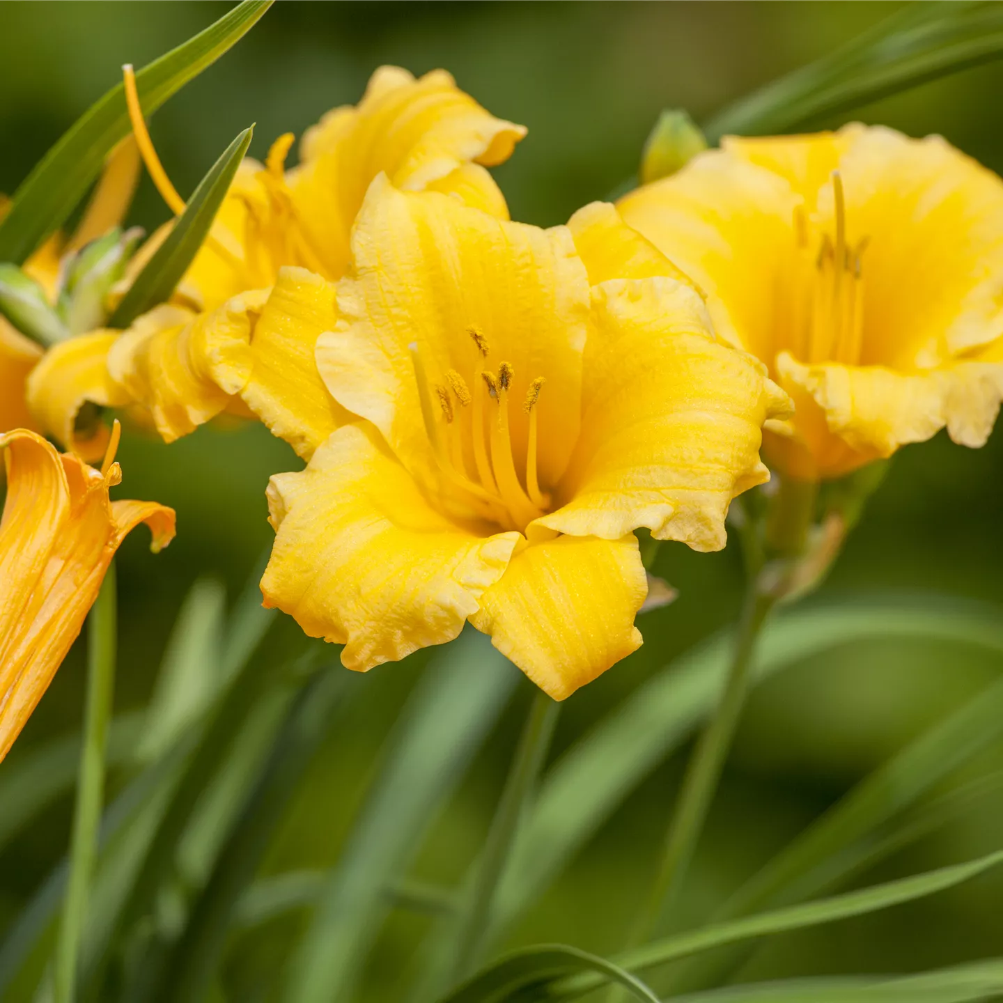 Hemerocallis x cult.'Stella de Oro'