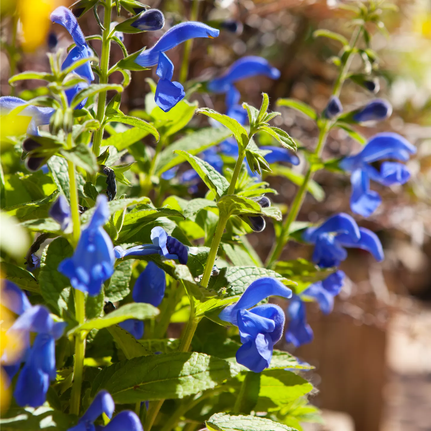 Salvia greggii 'Blue Note' Salvia greggii 'Blue Note'