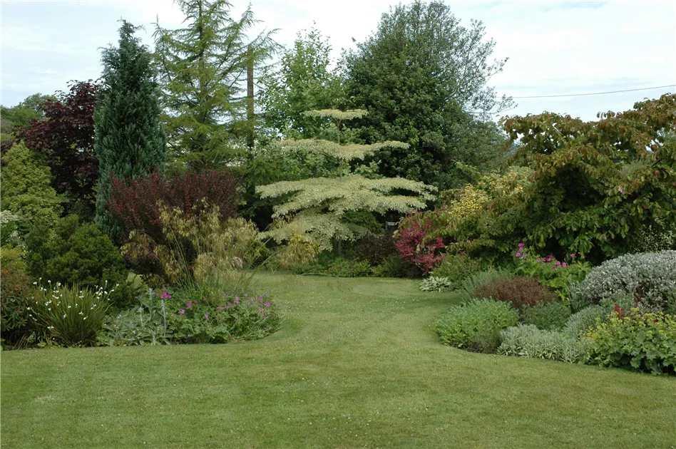 Cornus controversa 'Variegata', Pagoden-Hartriegel im Pflanzenshop
