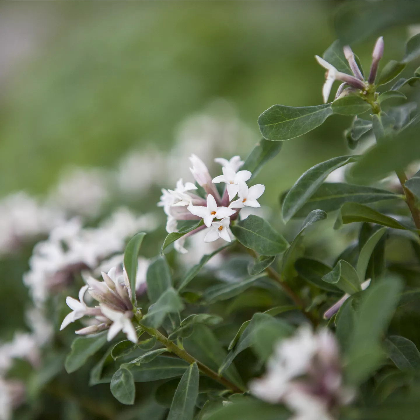 Daphne transatlantica 'Eternal Fragance'