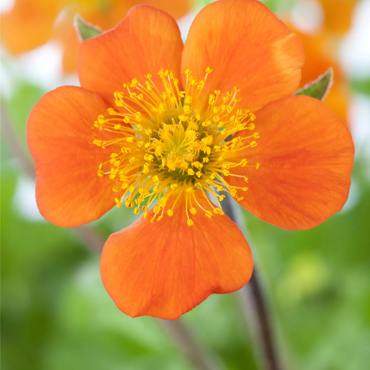 Geum coccineum 'Borisii', veg.